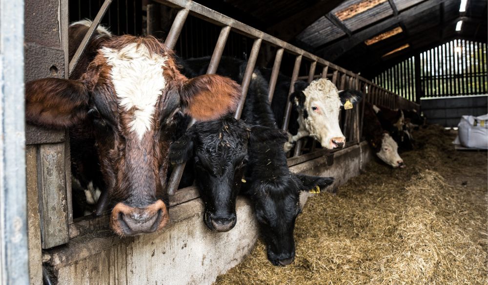 Cattle feeding in a barn at Dupath Farm